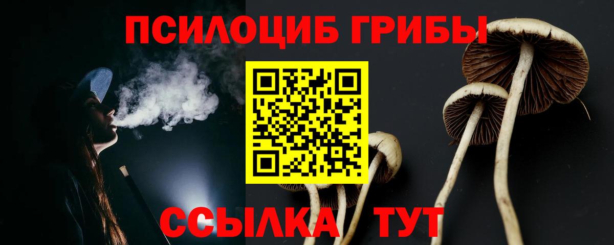 Псилоцибиновые грибы Psilocybe Долгопрудный